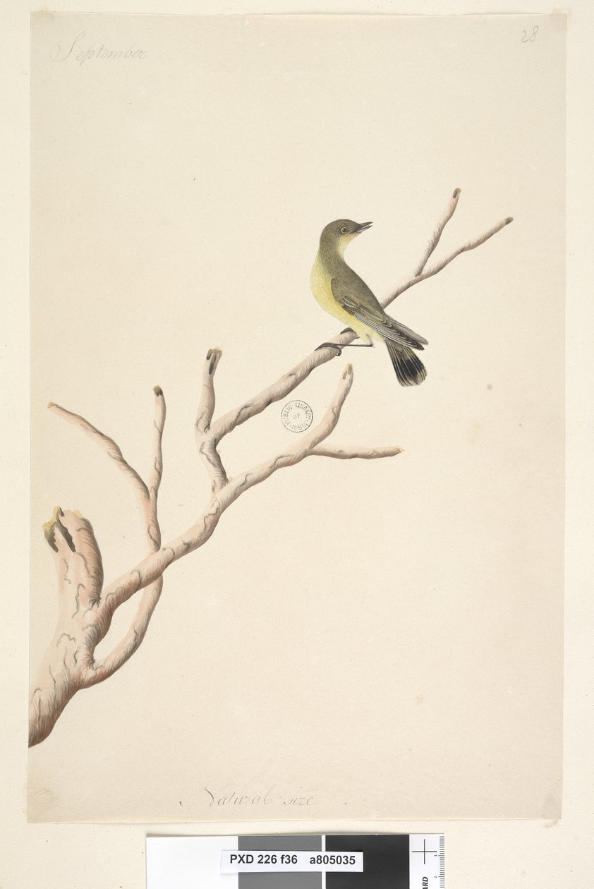 Pagina 36. September. Natuurlijke grootte Gele Doornstaart Acanthiza nana door Unknown artist