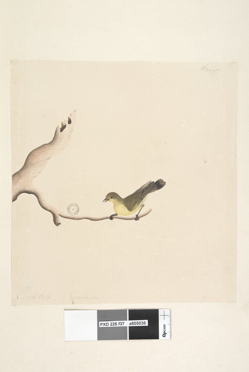 Pagina 37. Oktober. Natuurlijke grootte Gele Doornvogel Acanthiza nana door Unknown artist
