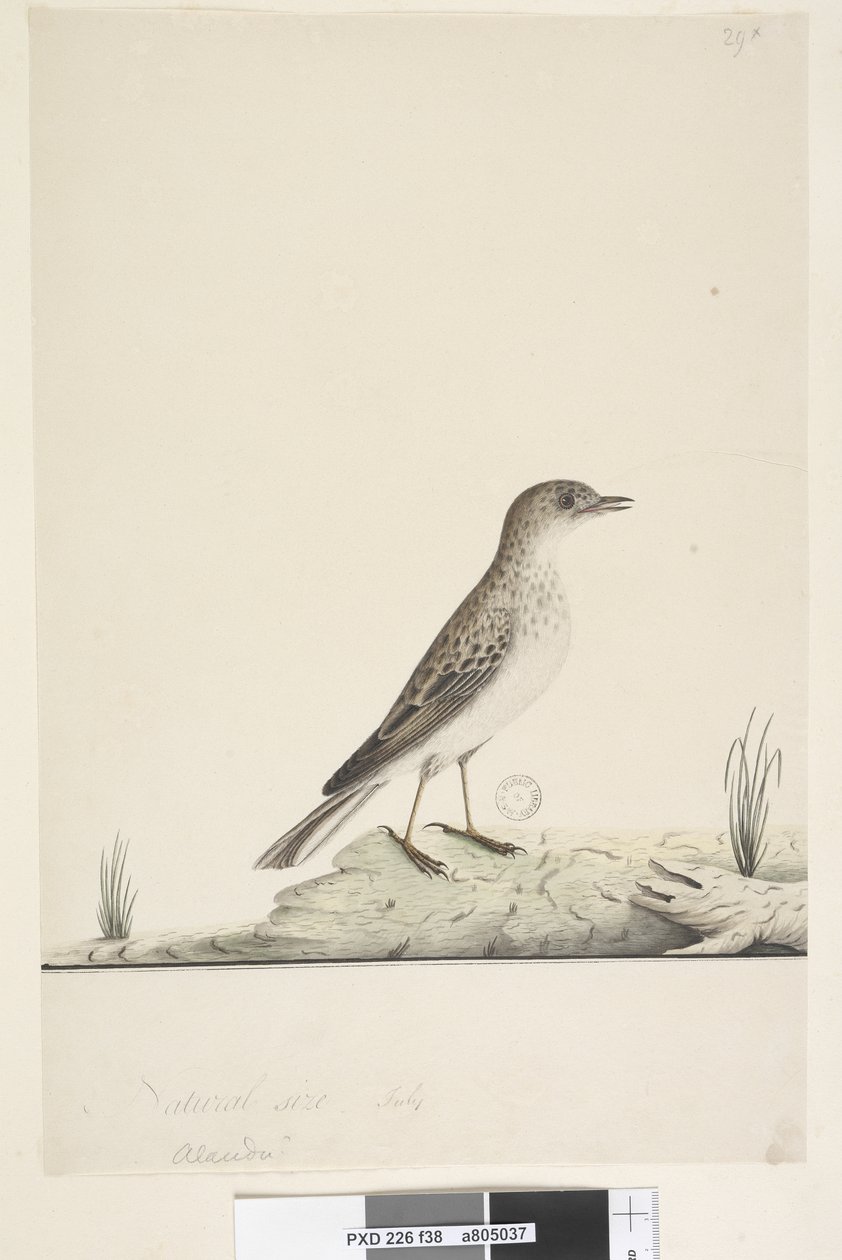 Pagina 38. Alundu? boven titel in andere hand Natuurlijke grootte, juli Pieper Anthus australis, 1791-92 door Unknown artist