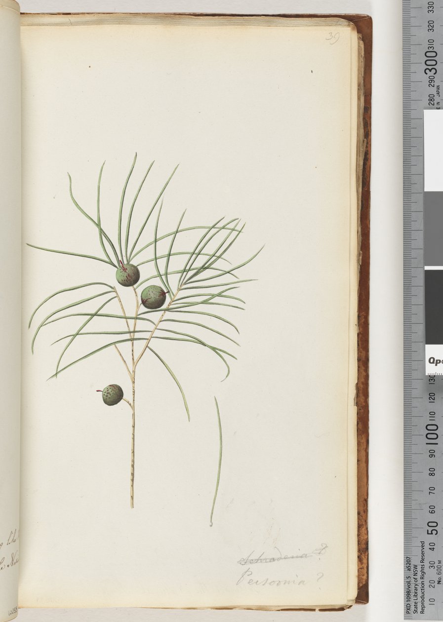 Pagina 39. Schraderia / Persoonia door Unknown artist