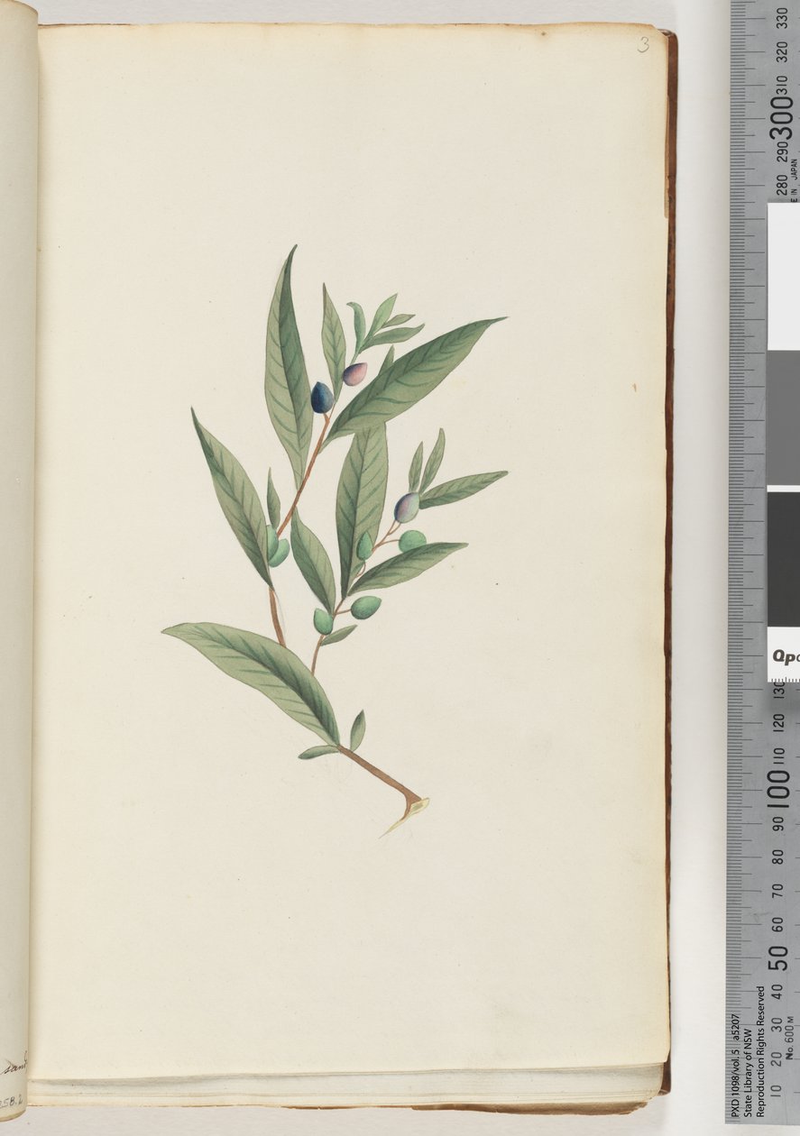 Pagina 3. Onbekende plant door Unknown artist