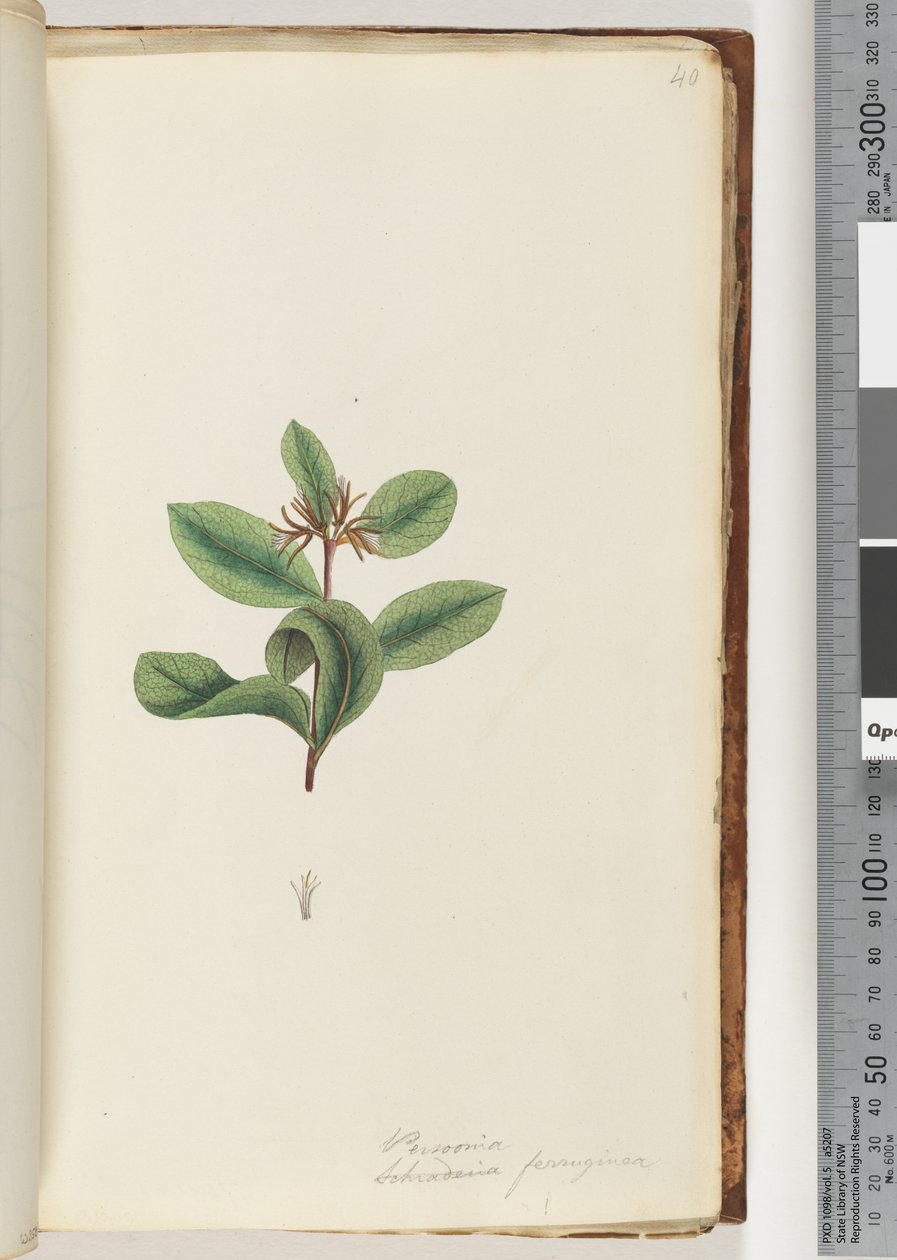 Pagina 40. Persoonia / Schraderia ferruginea door Unknown artist