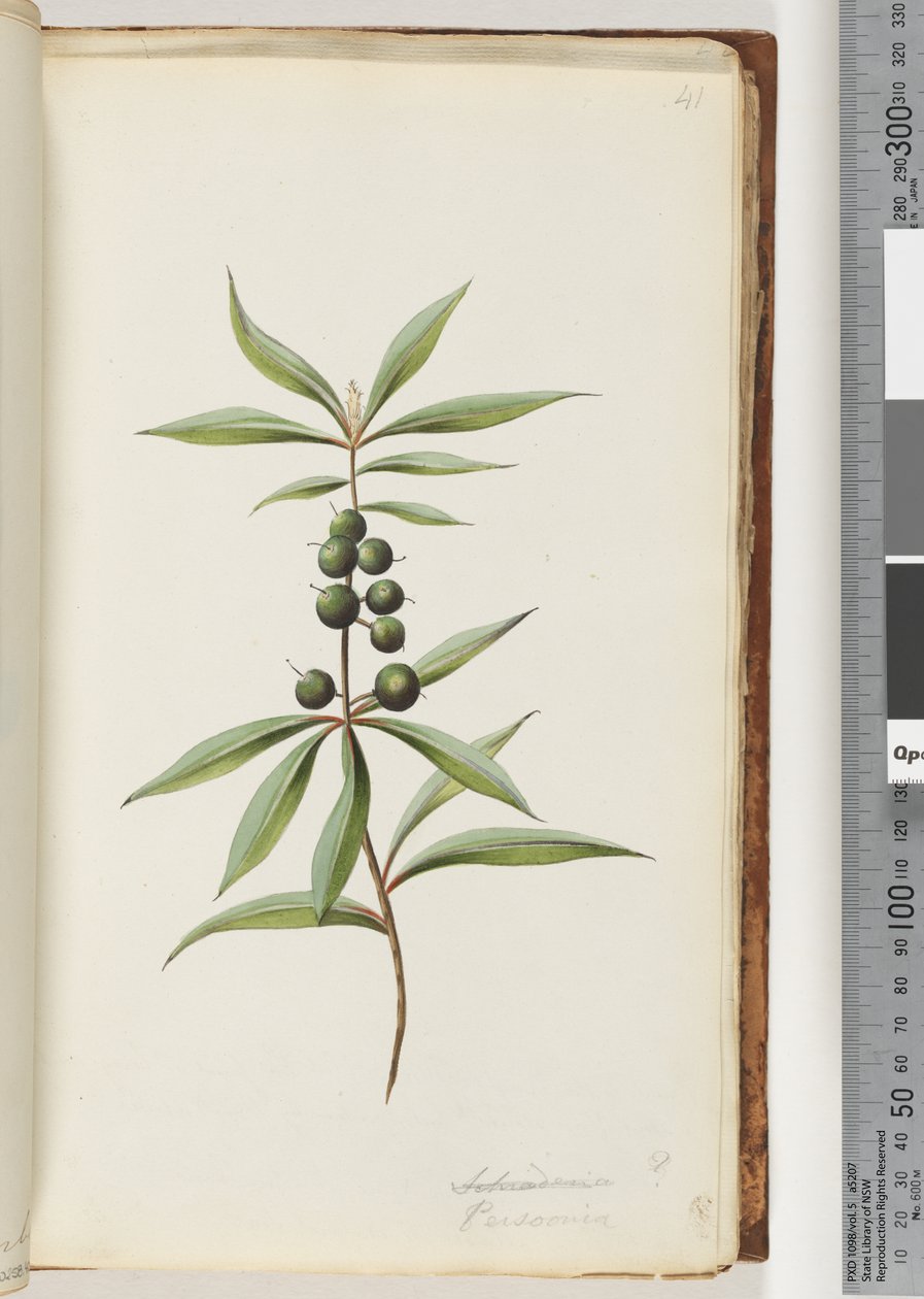 Pagina 41. Schraderia? / Persoonia door Unknown artist