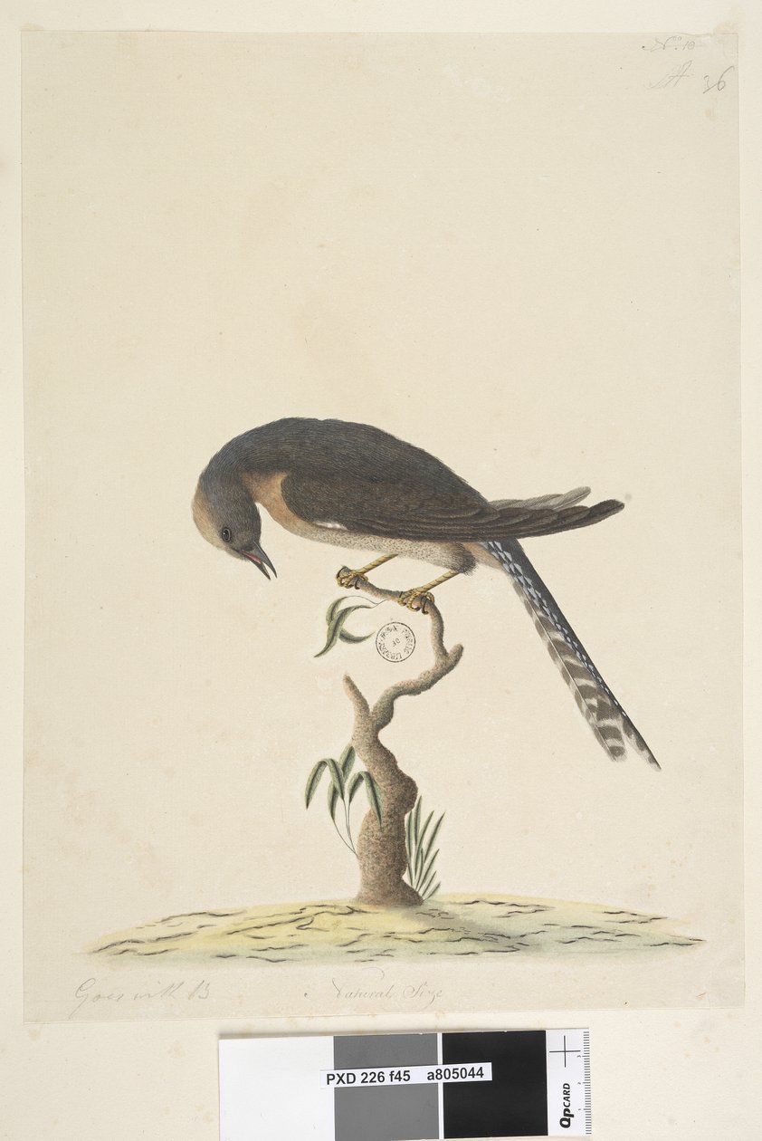 Pagina 45. Ware grootte. rechtsboven in andere hand A linksonder Gaat met B d.w.z. f.44 Waaierstaart Koekoek Cacomantis pyrrhophanus, 1791-92 door Unknown artist