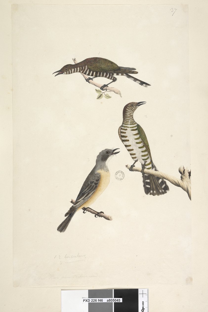 Pagina 46. Cuculus. langs onderrand in andere hand Deze vogels getekend op natuurlijke grootte. De bovenste twee vogels zijn Gouden Bronzen Koekoeken, de derde is een Rosse Fluiter Lamprococcyx plagosus Chrysococcyx lucidis, 1791-92 door Unknown artist