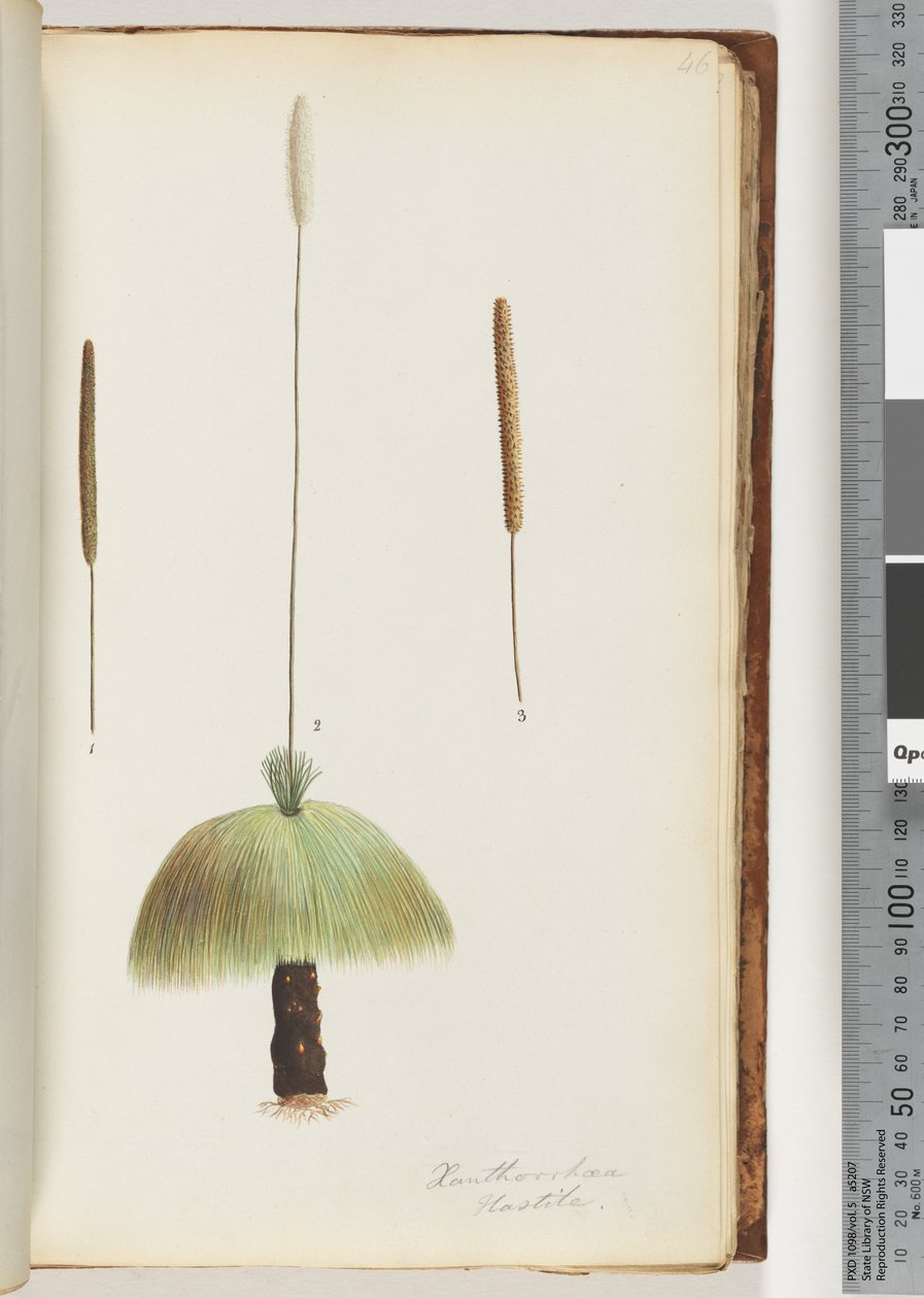 Pagina 46. Xanthorrhoea Hastile Grasboom door Unknown artist