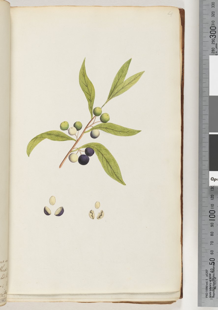 Ongeïdentificeerde plant door Unknown artist