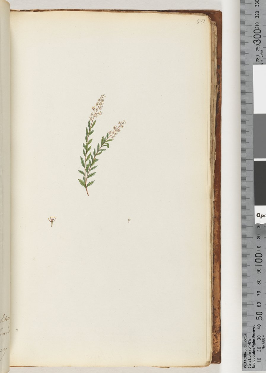 Ongeïdentificeerde plant door Unknown artist