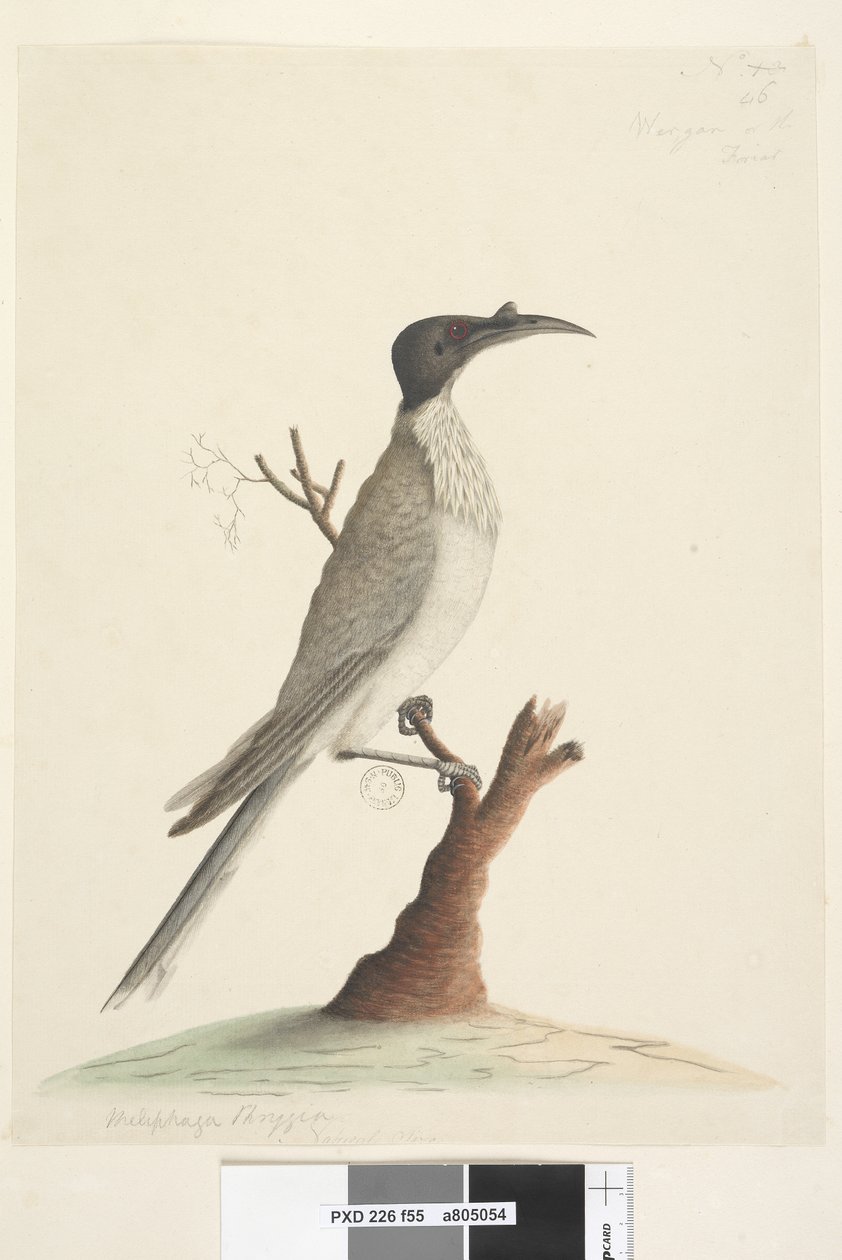 Pagina 55. Wer,gan of de Friar. linksonder in een andere hand Meliphaga Phrygia. midden onder in een derde hand Natuurlijke grootte Luidruchtige Friarbird Philemon corniculatus, 1791-92 door Unknown artist