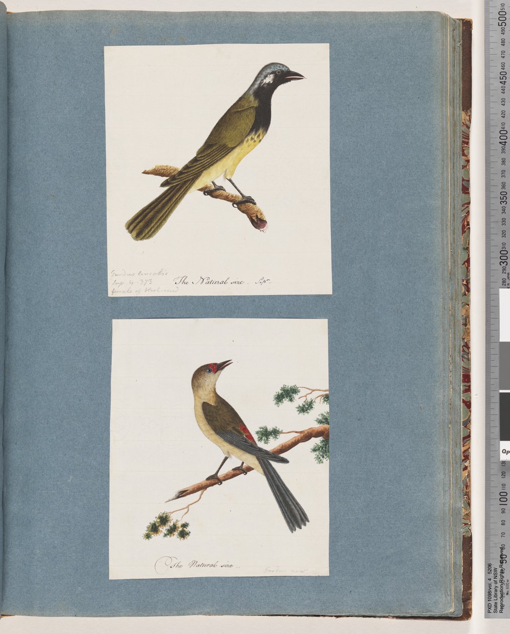 Ongeïdentificeerde vogel. Turdus leucotis. Rood-gebroekte Vink. Turdus nieuw door Unknown artist