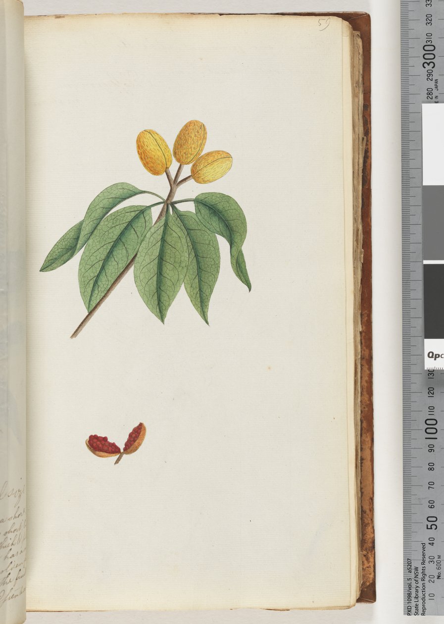Pagina 59. Pilospermum mapon door Unknown artist