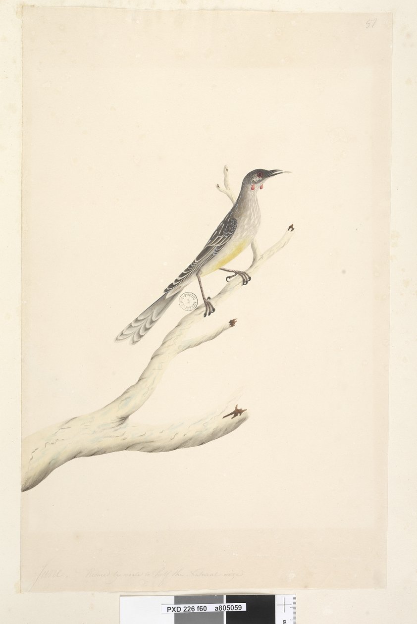 Pagina 60. Juni. Verminderd door schaal tot de helft van de ware grootte Rode Wattle, Vogel Anthochaera carunculata, 1791-92 door Unknown artist