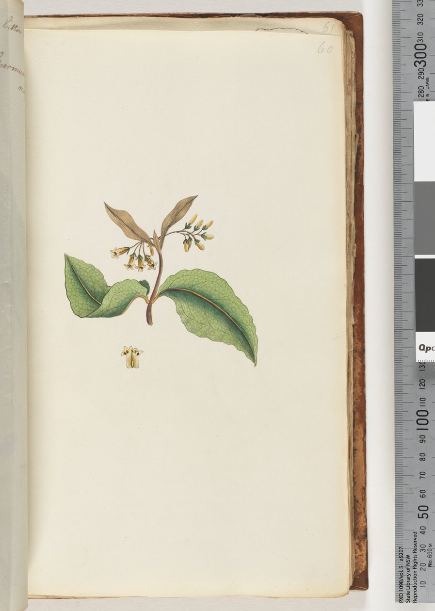 Pagina 60. Onbekende plant door Unknown artist