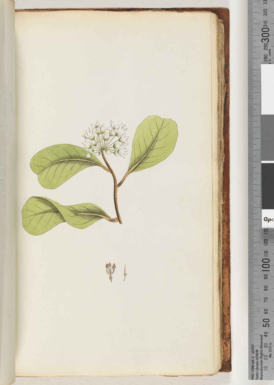 Pagina 61a. De Mangroveboom door Unknown artist