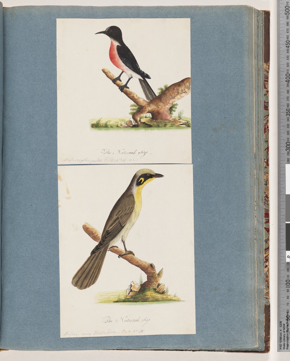 Pagina 64. Scharlaken Roodborst. Musca crythrogastra. 65. Geelpluim Honingeter. Muscicapa novae Hollandiae door Unknown artist