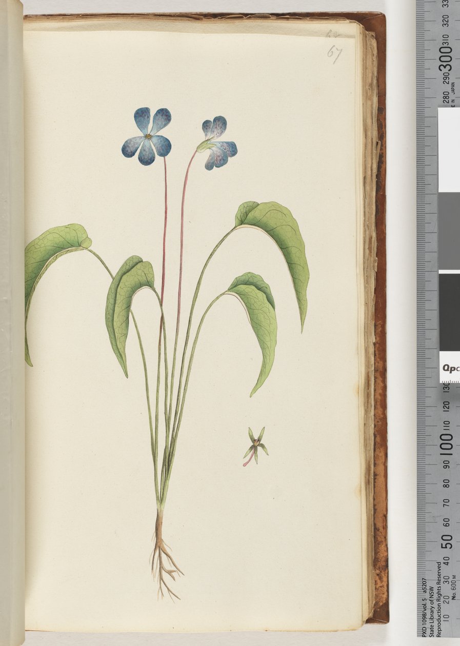 Ongeïdentificeerde plant door Unknown artist