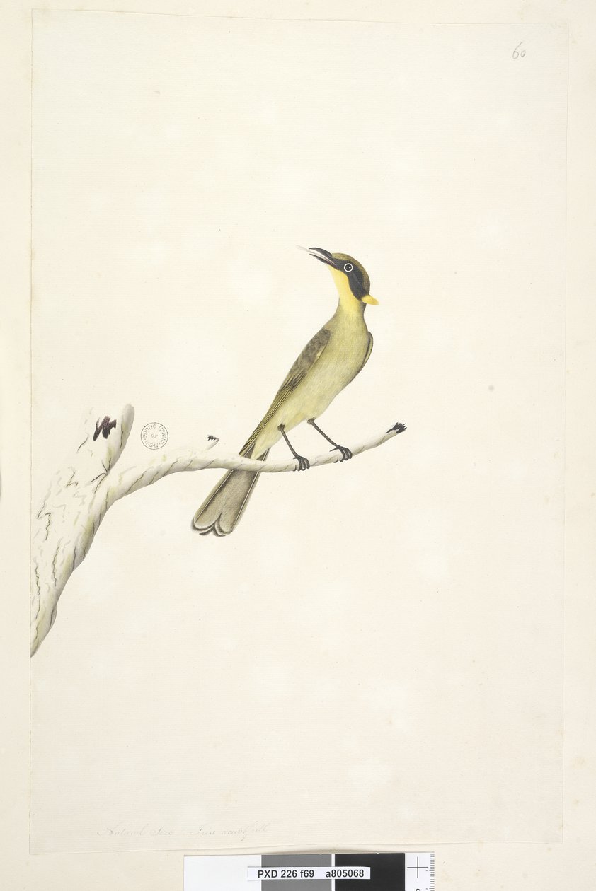 Pagina 69. Natuurlijke grootte. Iris twijfelachtig Gele, Getufte Honeyeater Lichenostomus melanops door Unknown artist