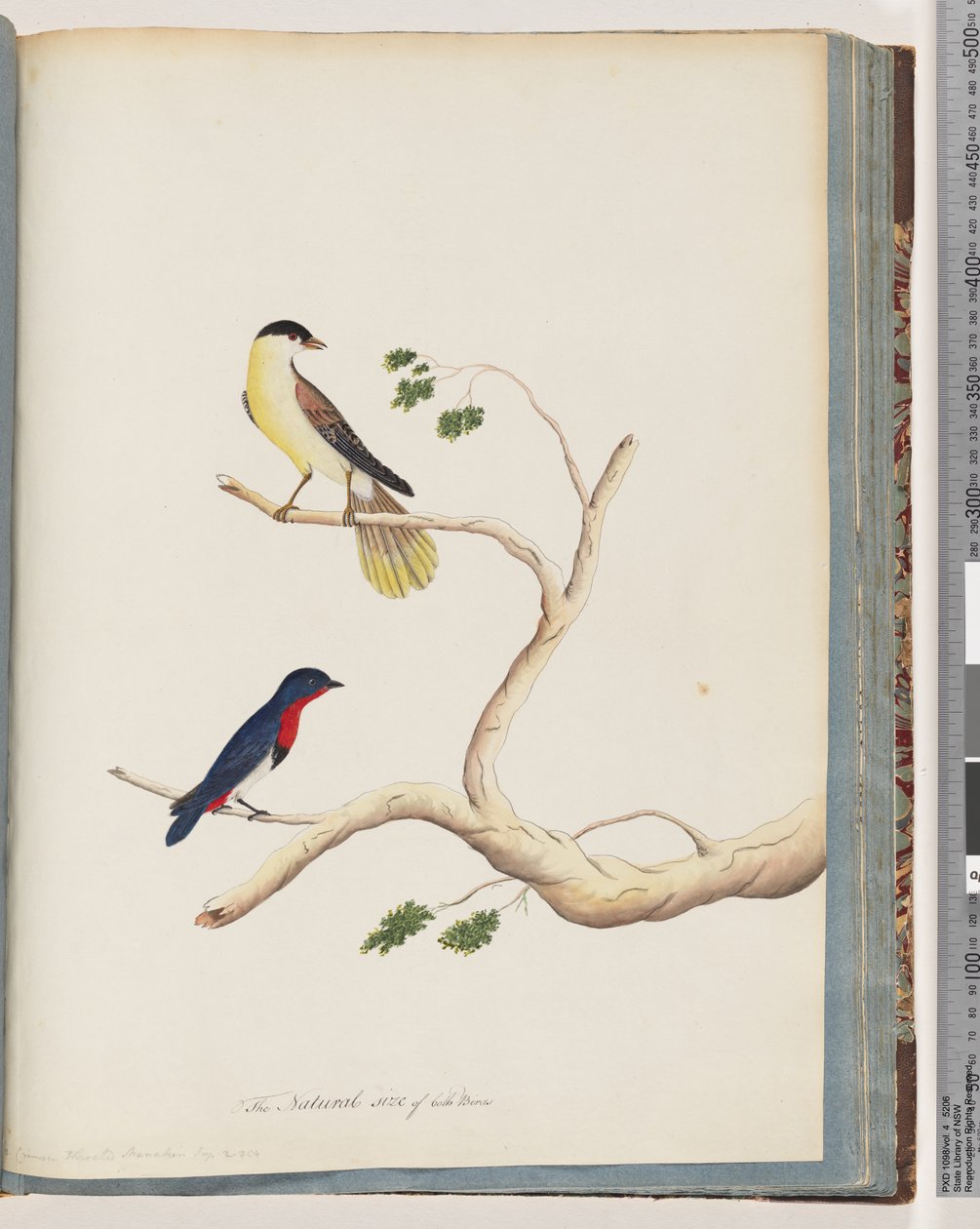 Pagina 70. 1. Onbekende vogel. Bonte Zanger door Unknown artist