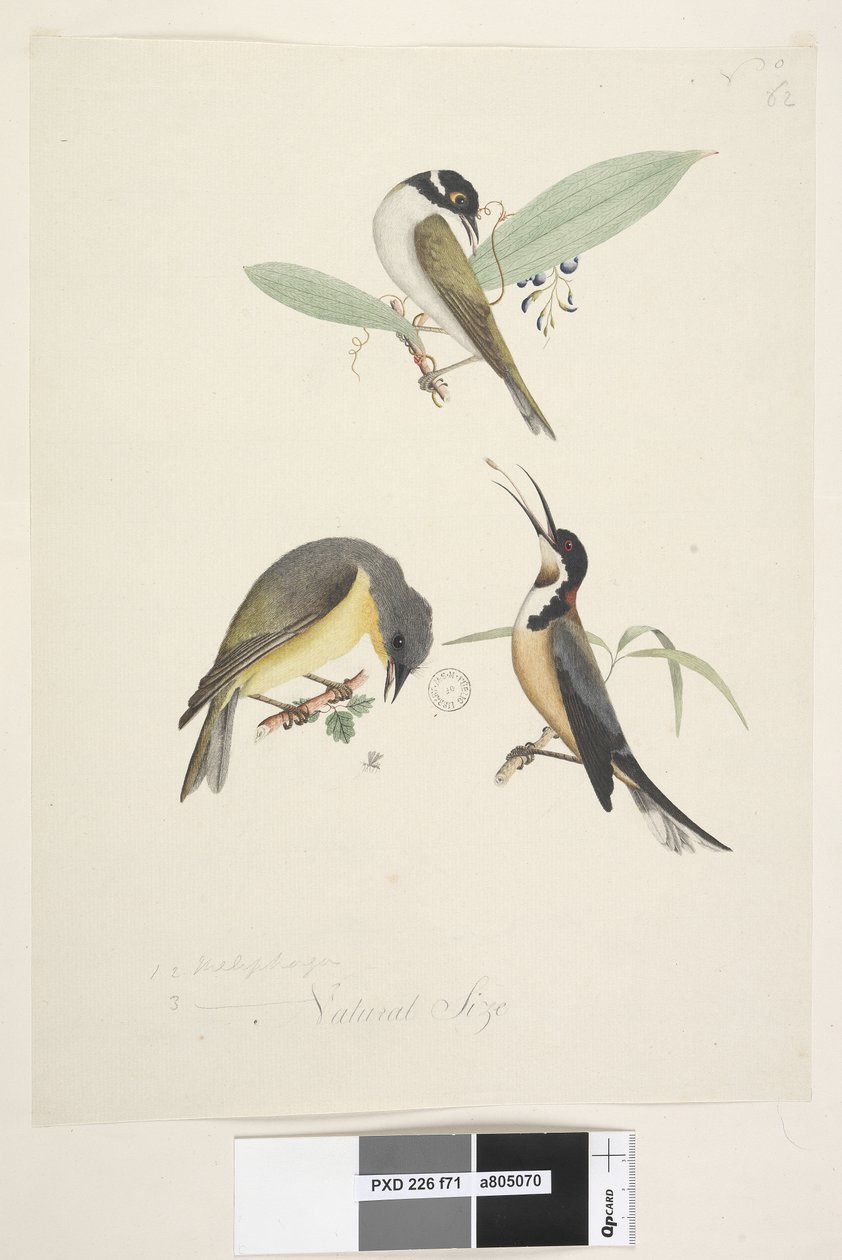 Drie vogels: White Naped Honeyeater door Unknown artist