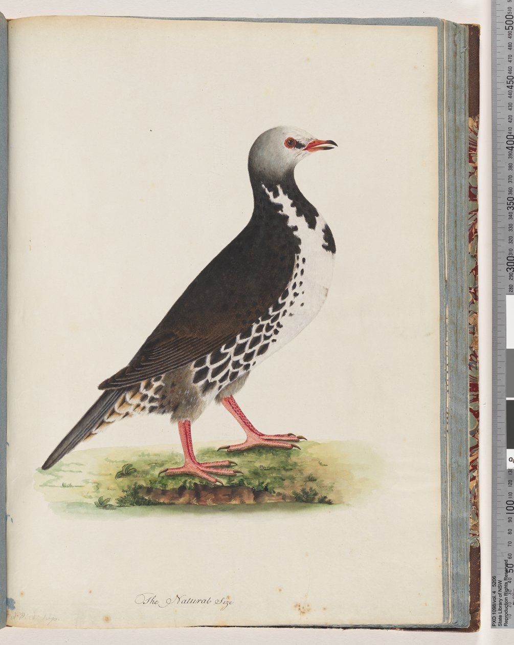 Pagina 76. Onbekende vogel door Unknown artist