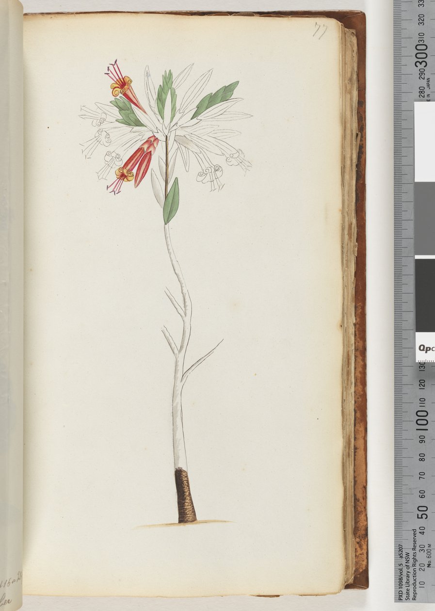 Geen inscriptie, onvoltooide tekening door Unknown artist