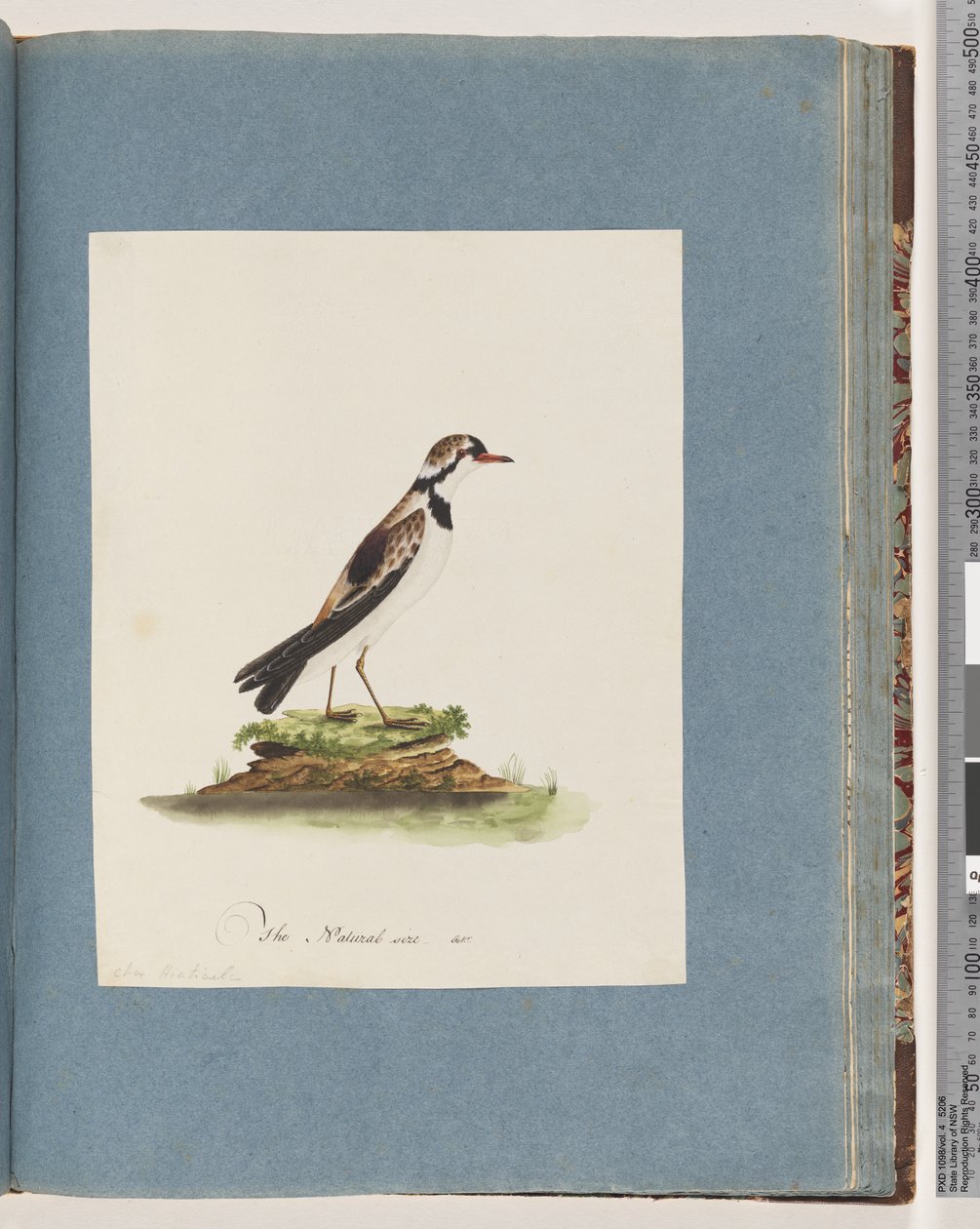 Pagina 79. Zwartvoorhoofdplevier. Charadrius Hiaticula door Unknown artist