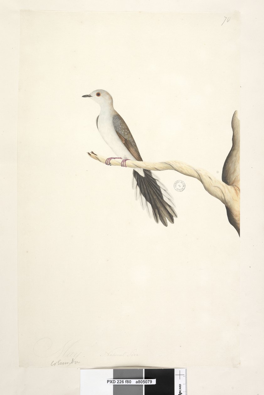 Diamond Dove door Unknown artist