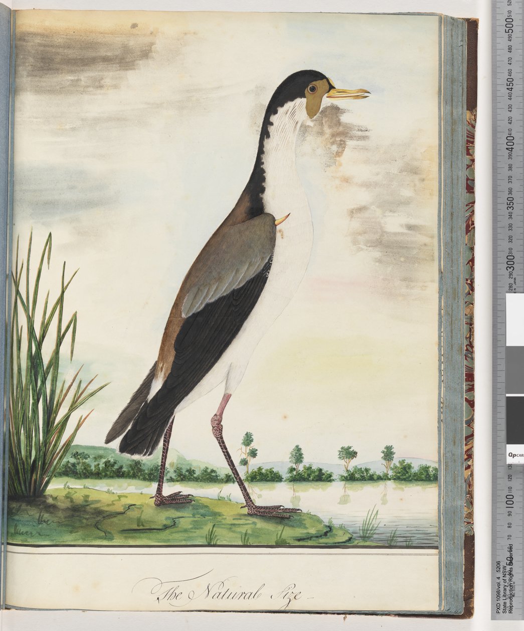 Masker Kievit of Spoorvleugel Plevier door Unknown artist