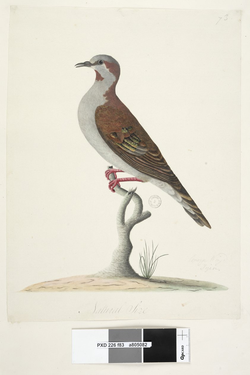 Brush Bronzewing Pigeon door Unknown artist