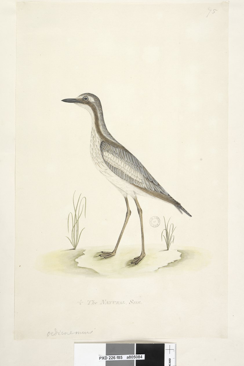 Pagina 85. Oedicnemus. onderaan in andere hand 1/2 van de natuurlijke grootte Zuidelijke Steen, Griel Burhinus magnirostris, 1791-92 door Unknown artist