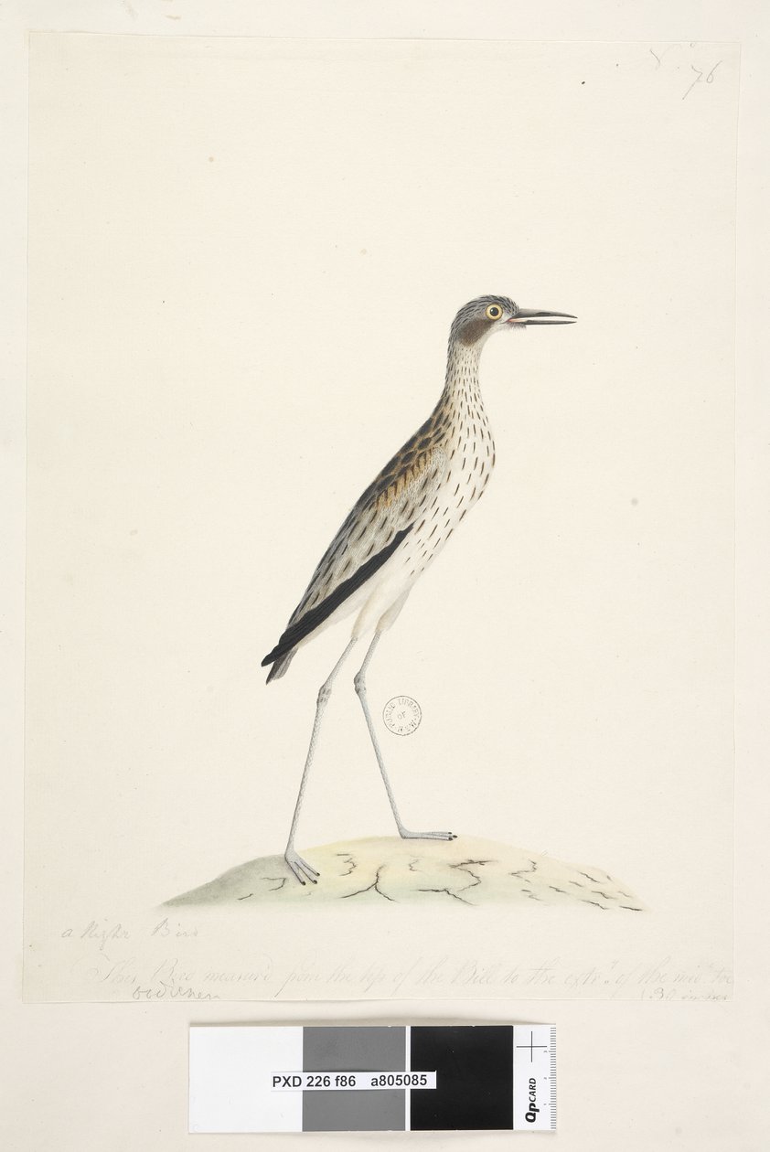 Een Nachtvogel. Oedicnemus door Unknown artist