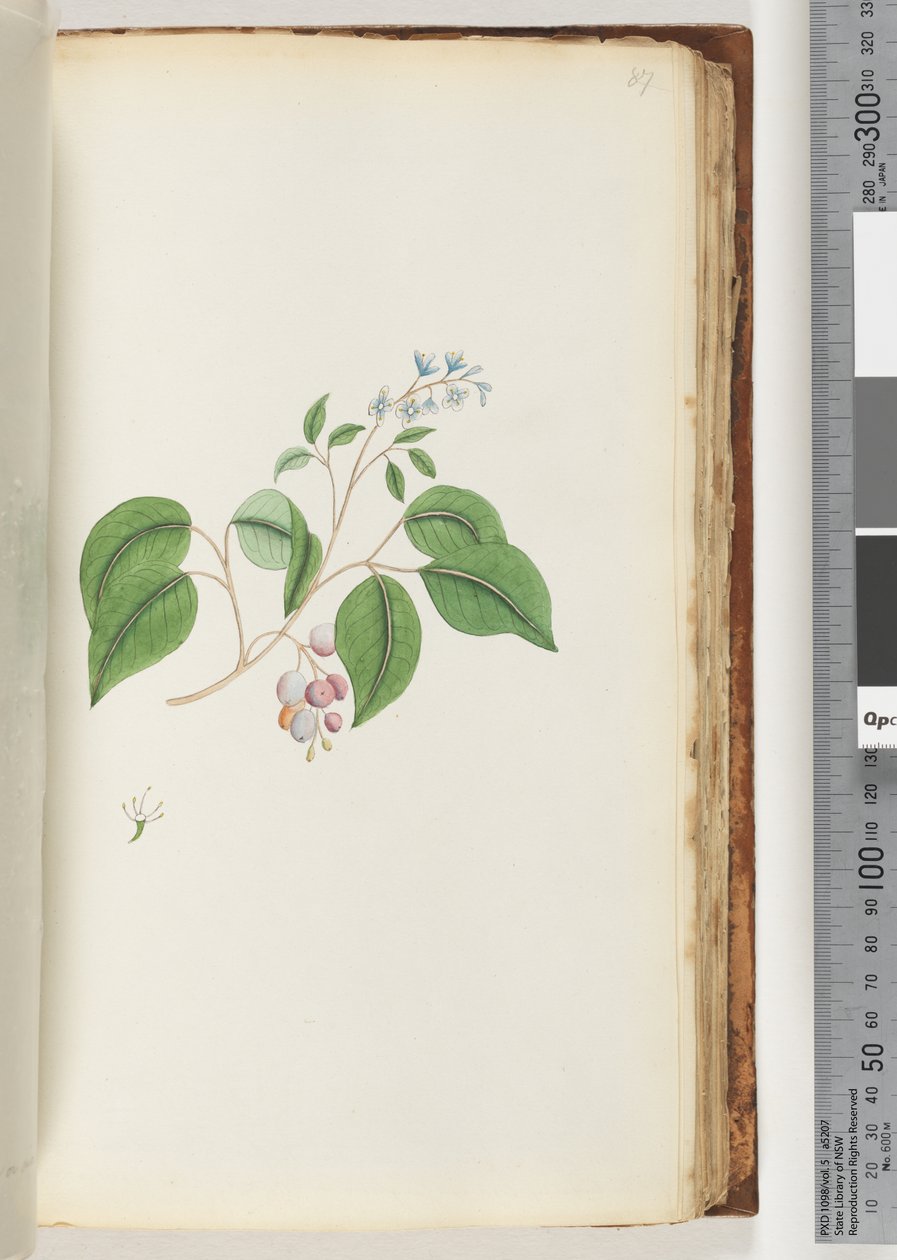 Pagina 87. Onbekende plant door Unknown artist