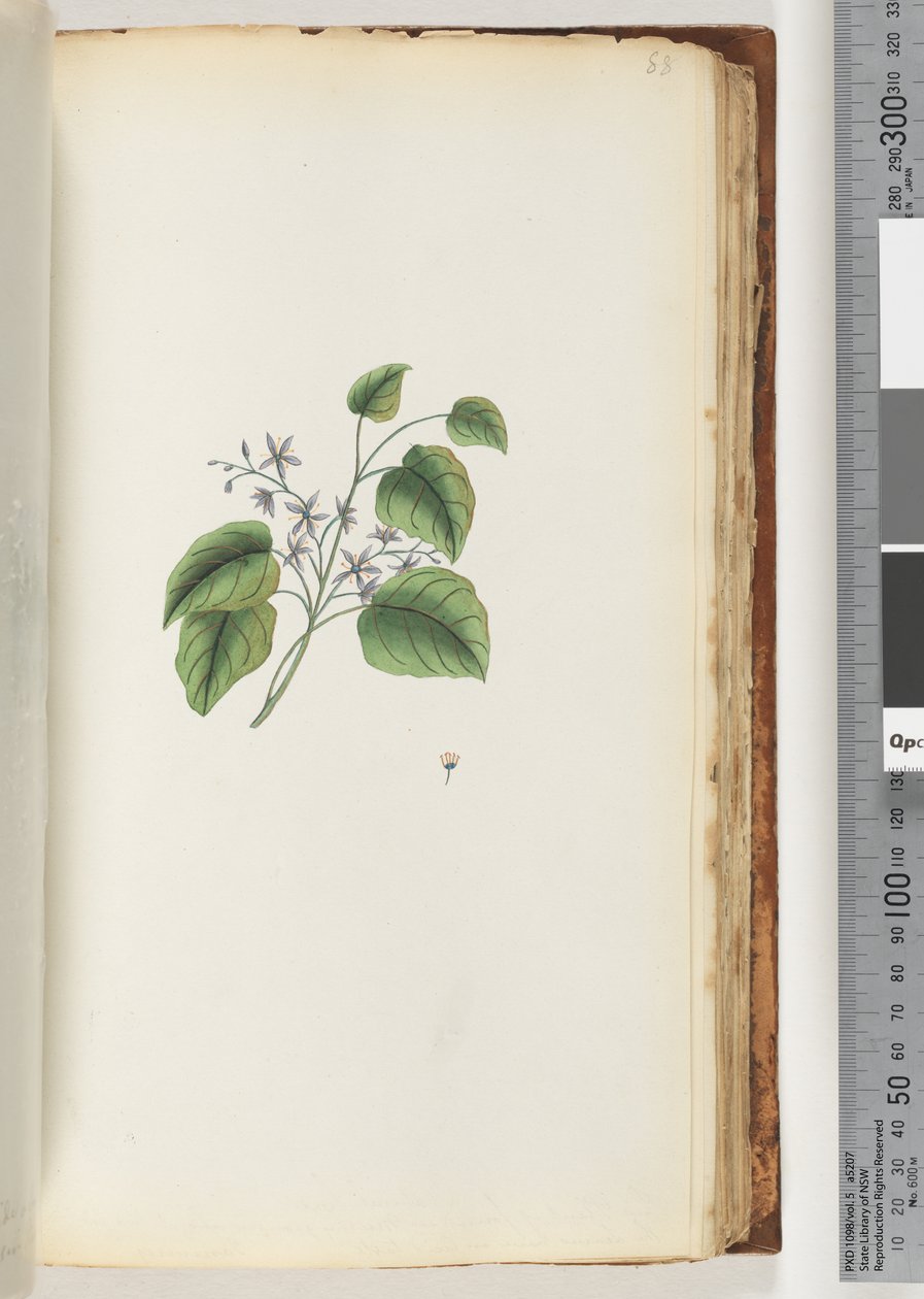 Pagina 88. Onbekende plant door Unknown artist