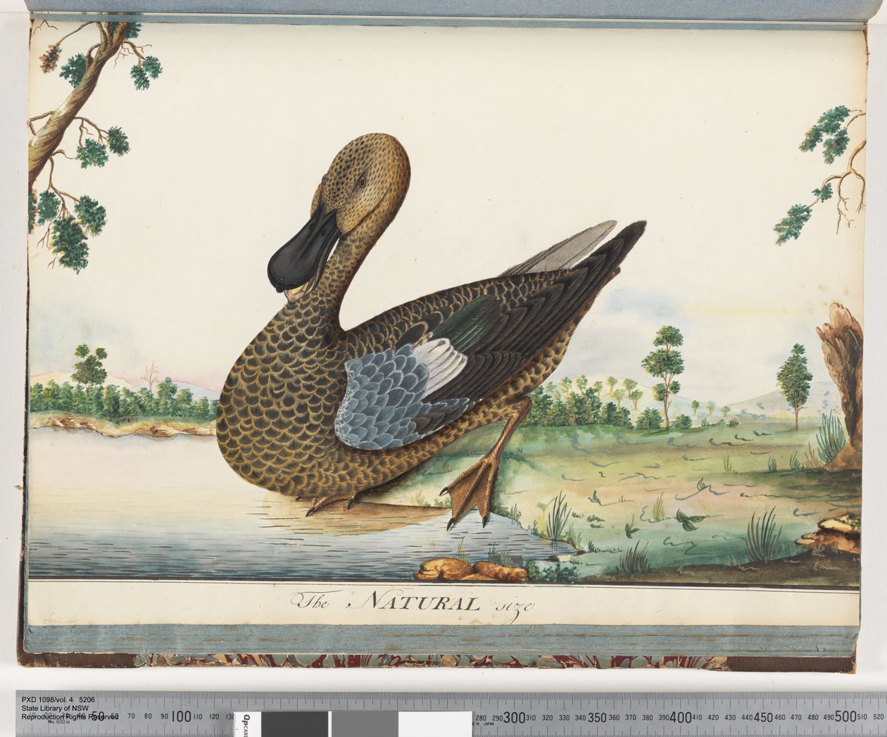 Eend door Unknown artist