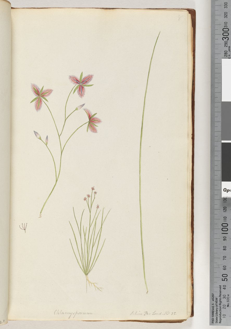 Pagina 8. Chlamysporum Sal. in Par Lond. No. 35 door Unknown artist