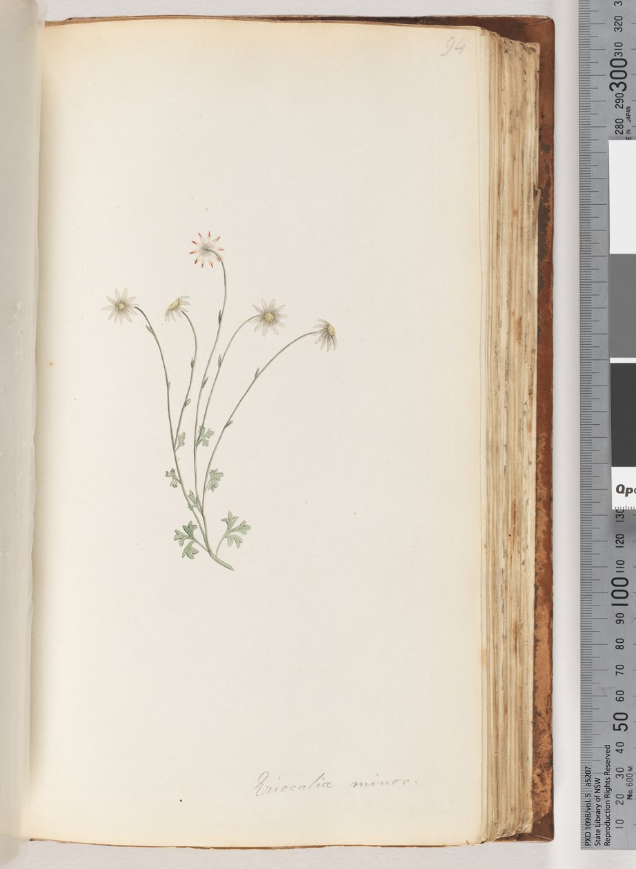 Pagina 94. Eriocalia minor door Unknown artist