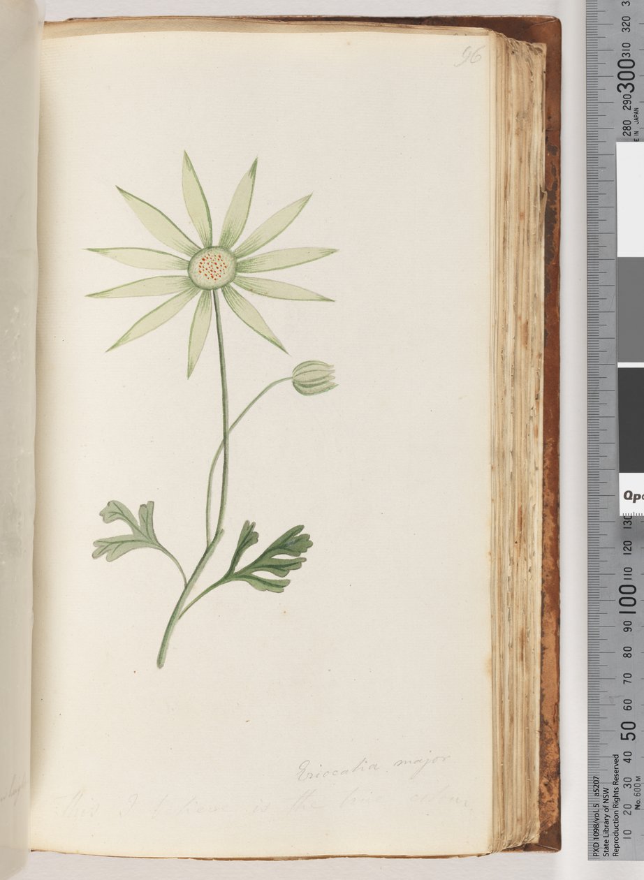 Pagina 96. Eriocalia major. Dit geloof ik is de ware kleur door Unknown artist