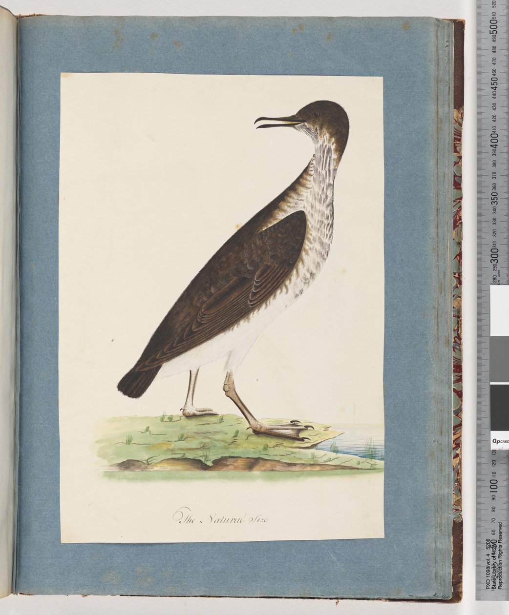 Pagina 96. Onbekende Vogel door Unknown artist