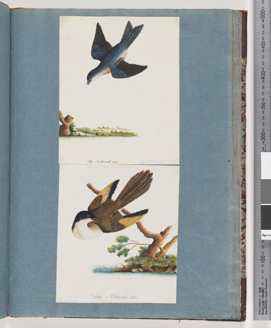 Pagina 97. Onbekende vogels door Unknown artist