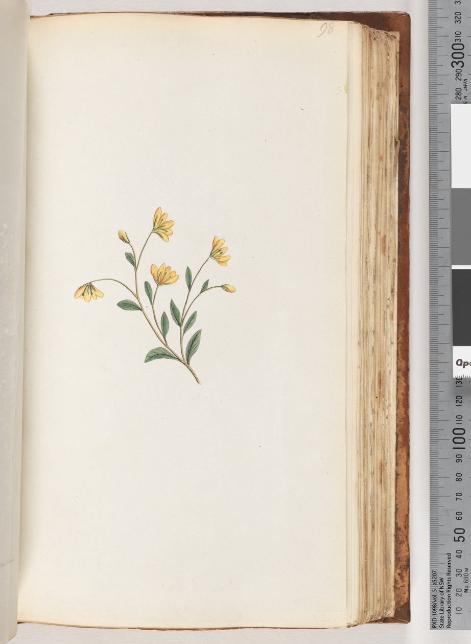 Pagina 98. Onbekende plant door Unknown artist