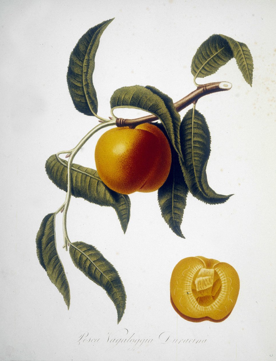 Pesca Vagaloggia Duracina (Vissen en visserijtak). 19e-eeuws herbarium door Unknown artist