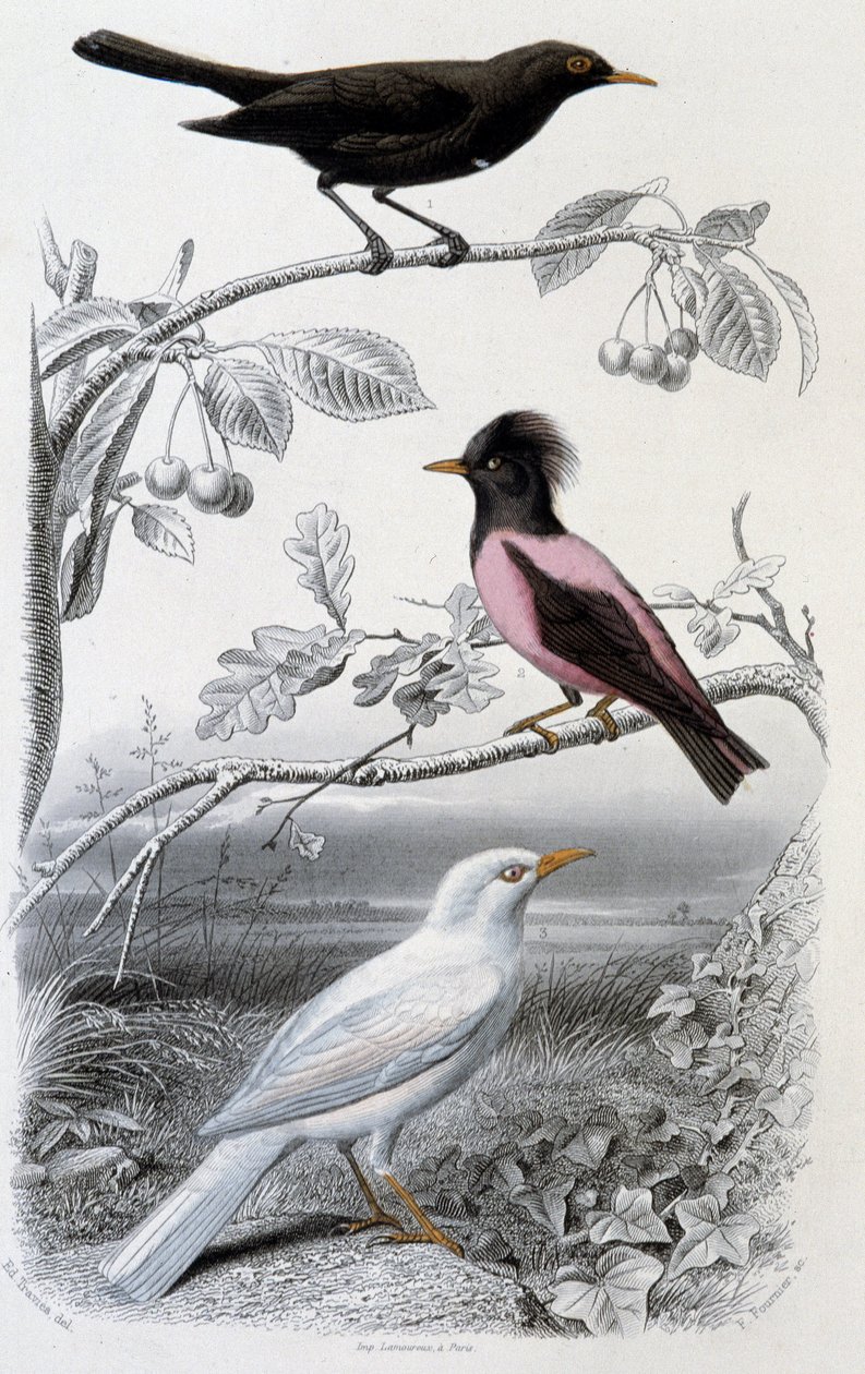 Platen van natuurlijke historie: Merel, witte merel en roze merel - in 