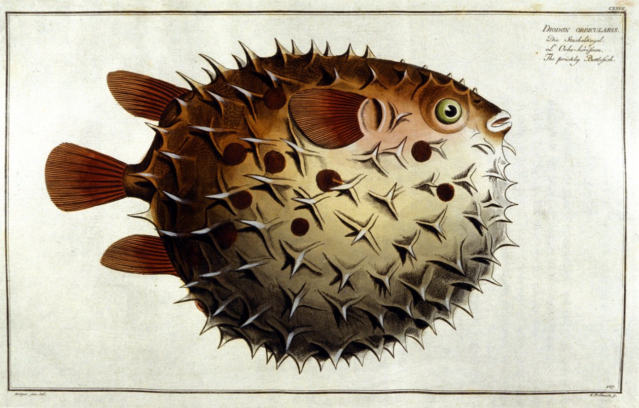 Egelvis naar Marc Elieser Bloch Ichtyologie Parijs - Berlijn - Londen 1787 door Unknown artist