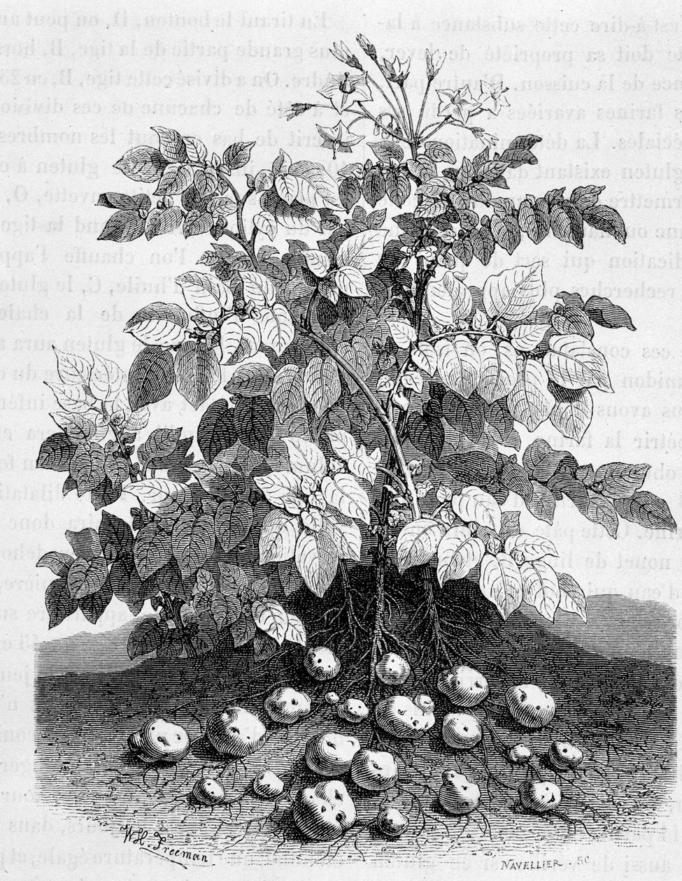 Aardappel en zetmeelhoudende knollen van zijn wortels - Vijgenboom door Unknown artist