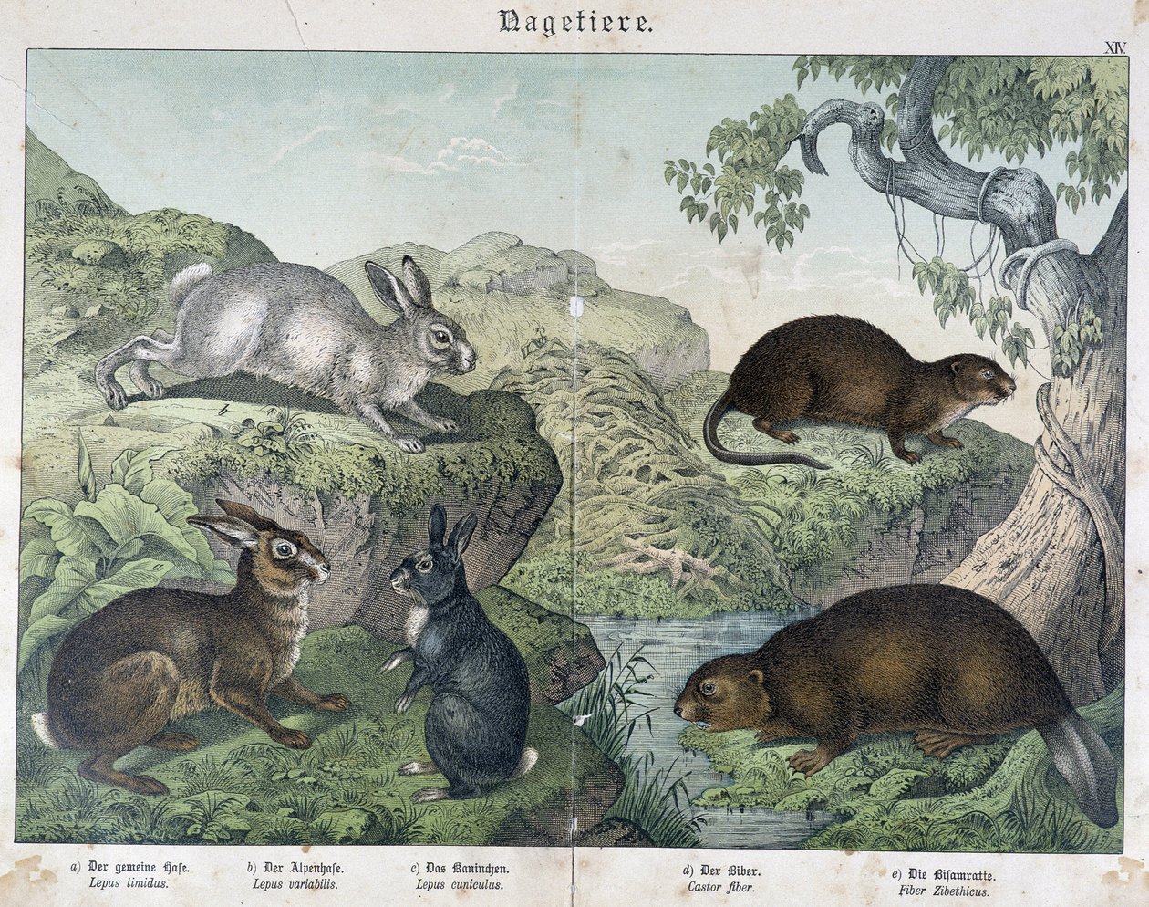Konijn, bever - in "Natural History of Mammals", uitgegeven door Schreiber door Unknown artist
