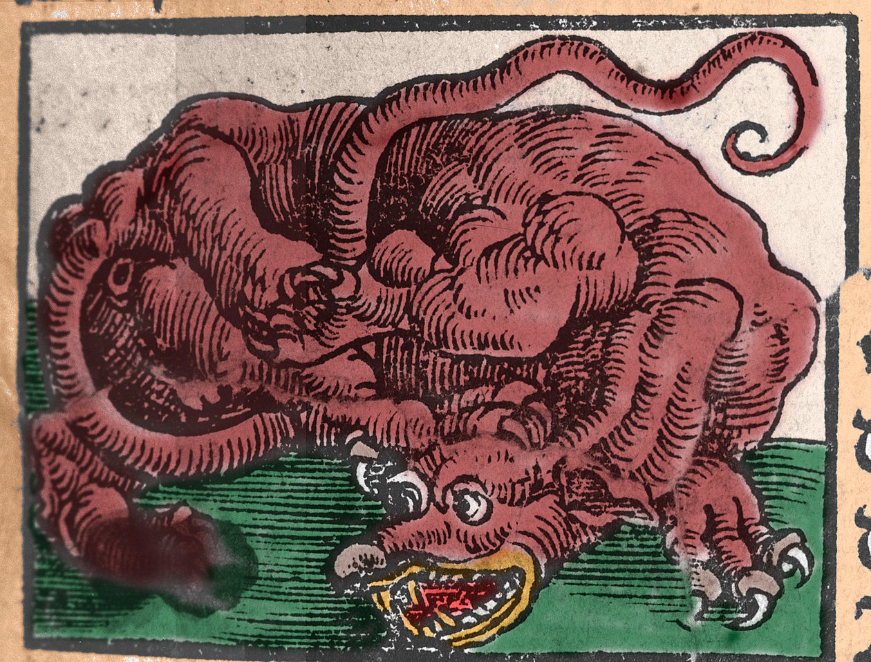 Voorstelling van een draak. Gravure uit 