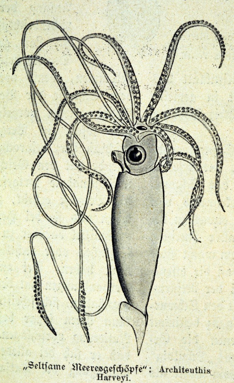 Representatie van een Architeuthis Harveyi, reuzeninktvis door Unknown artist