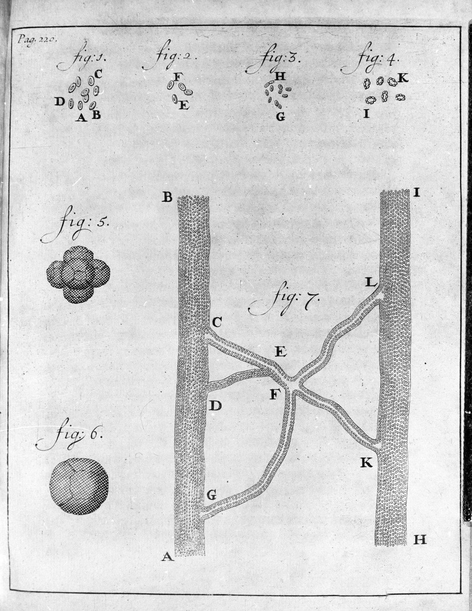 Weergave van hematia (rode bloedcel) van zalm en tarbot (gravure uit 