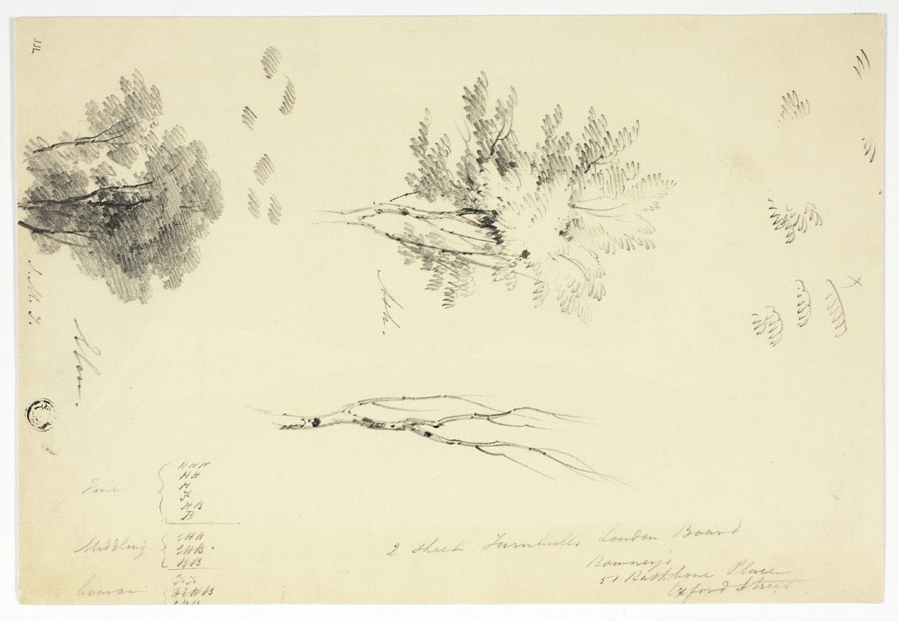 Schetsen van iepen en essen door Unknown artist