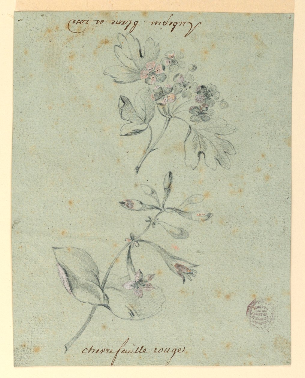 Studie van een Meidoorn- en Kamperfoelietak door Unknown artist